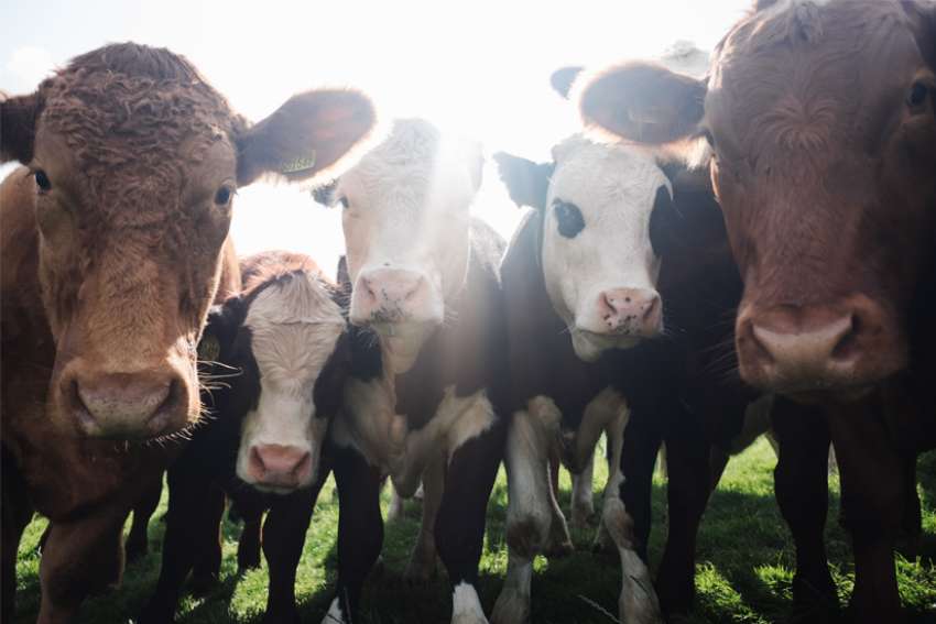 Cows
